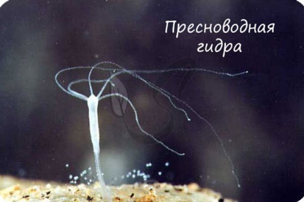 Кракен ориг ссылка
